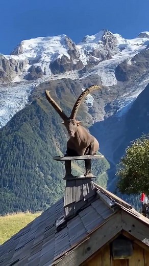 This Ibex living his best life 🤩 | Earthful