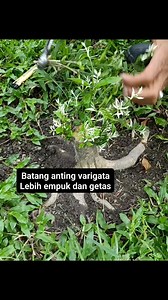 76 reactions · 89 comments | Batang anting varigata lebih empuk dan getas #wrightiaReligiosa #antingPutri #bonsaitree #fyp | Karimun Java | Facebook