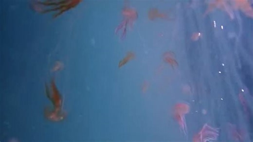 Thousands of dangerous Mediterranean jellyfish found in British waters and beaches