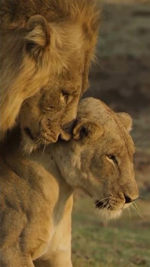 The Most Intimate Lion Moment Ever Filmed 🦁❤️ #shorts