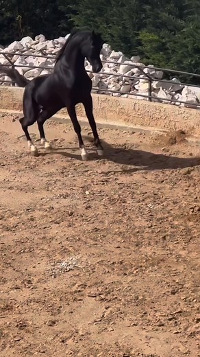 The Beautiful and Majestic Arabian Horses - Black Stallion