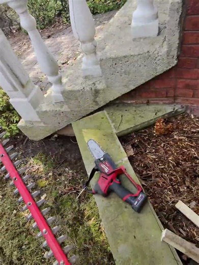 Pruning some standard hydrangea