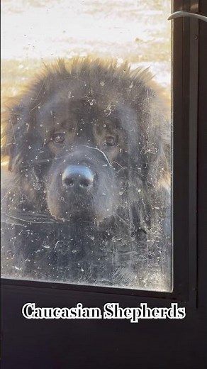Wild 10 Outdoors | Kodiak Waits Patiently… While the Pack Howls in the Background 🐺🐾