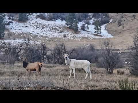 Wolves, A White Elk, and Other Wildlife on Idaho Trail Cameras | Week 5