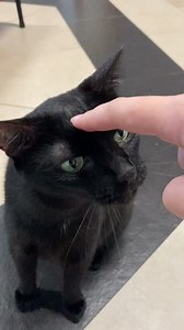 93K views · 2.9K reactions | Our cute cats are here to make your day better  Bring them home: SPCA Singapore - Adoption! | SPCA Singapore | Facebook