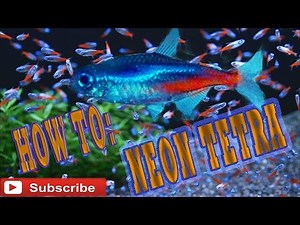 How To: Care Guide: Neon Tetra