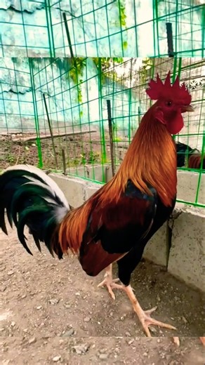 lemon sweater 😱😱😱