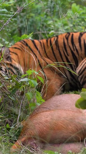 Baby tigers? Not so baby when a sambar deer is on the menu! I witnessed something truly breathtaking – the sub-adult cubs of Tigress Choti Madhu proving that in the jungle, age doesn’t matter when strategy and instinct come into play. 🐾 With sheer teamwork, planning, and power, they brought down a fully grown sambar deer – a sight that left me in awe. In just a split second moment, one cub showed remarkable strength, dragging the massive carcass with her powerful claws. She smartly positioned i