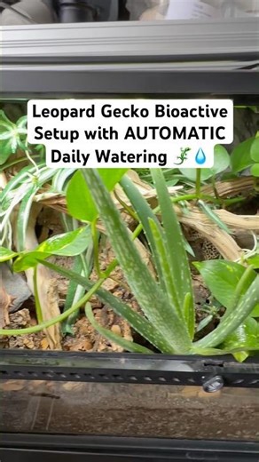 Leopard Gecko Bioactive Setup with Automatic Watering 💧🦎