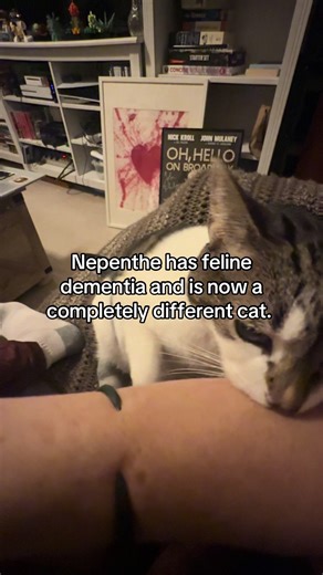 Understanding Feline Dementia in Cats