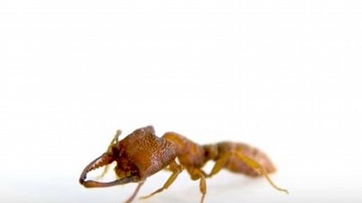 Fastest-moving animal in the world is... an ant
