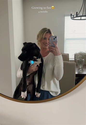 Little Archie 🤍 #fyp #fy #fypシ #pitbull #pitbullsoftiktok #dogsoftiktok #pittie #rescued #americanstaffordshireterrier #staffysoftiktok #cute #puppy #puppiesoftiktok #rescuedog #sweet #dog #puppytiktok