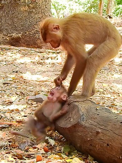Poor monkey Roystone #lovelyanimals #animals #baboonmonkey #monkey #rescuemonkey #monkeybaby #babymonkey