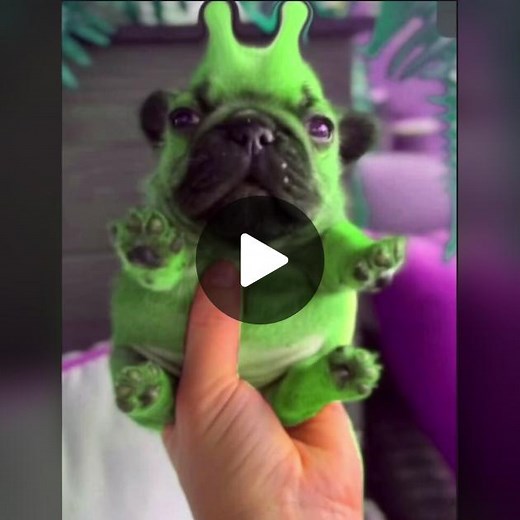 intergalactic planetary, planetary intergalactic #beastieboys #aliendog #intergalactic #sillycat #fyp