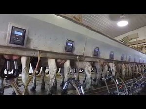 For Sale 500 Cow Dairy Elmwood, Wisconsin @ DairyFarms4Sale.com (SOLD 2021)