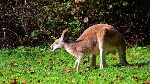 The Red Kangaroo, Macropus Rufus is the Largest of All Kangaroos Stock Footage - Video of standing, undefined: 452963196