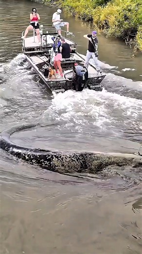 Brave woman‼️catching a big fish using only a bow and arrow #fishing #amazing