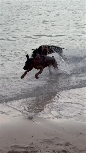 It’s the Chasing Time | Ala Moana Beach