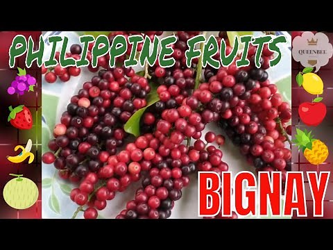 BIGNAY || BUGNAY || PHILIPPINE FRUITS SERIES || QUEENBEE'S CORNER