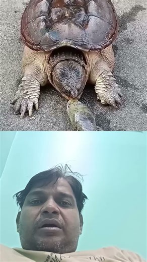 #turtle #memes #spongebob ##