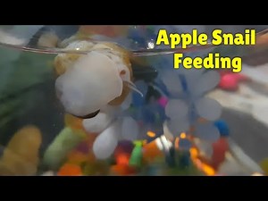 How Snails eat (Apple snail) #snails #applesnail #funnyanimals #funnyvideo #aquariumhobbyist