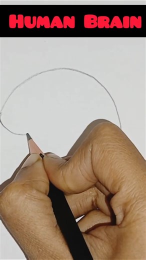 Human Brain diagram#class10th#trending#humanbrain #importantdiagrams #sscboard2026 #importantquestio