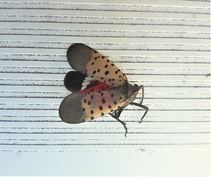 See A Spotted Lanternfly? NJ Wants You To Kill Them