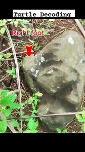 36K views · 1K reactions | Turtle Sign decoding #viralpost2025シ #everyonehighlights #HuntingSeason #fblifestyle #weekendvibes #naturelovers #CttoRepost @topfans | Ninja Hunter | Facebook