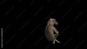 Rare polka-dotted baby zebra, Zebra Dancing, 3d rendering, Animation Loop, cartoon, included in the end of the clip with Alpha matte.