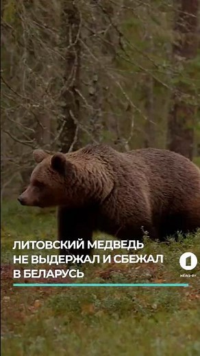 Литовский медведь не выдержал и сбежал в Беларусь #медведь #косолапый #литовскиймедведь