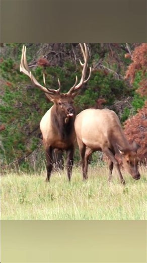 Охота на оленя в снежном лесу с опасными моментами 🦌❄️🔥 #природа #hdвидео #deerhunting #wildlife