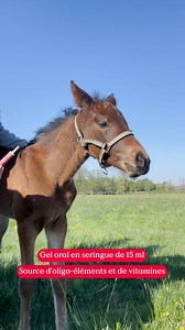 Offrez un bon départ à votre poulain avec la seringue Paskatonic 912 de Paskacheval : riche en vitamines et oligo-éléments, ce complément permet de soutenir la croissance et la vitalité du poulain nouveau-né ! ❤️ ❤️ Toutes vos marques santé et bien-être préférées 喙 Le conseil d’un véto pour votre cheval et vous  Une livraison à domicile en 24/48h | Cheval-Energy | Facebook