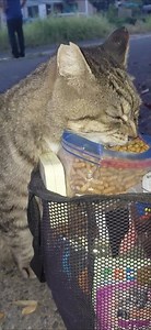 まん丸ちゃん❗一周まわる前に袋食べ⤴️パクパク⤴️お盆休みも忙しくなりそうなまん丸ちゃん何だニャン♥️ #地域猫 #猫大好きBIGMAMA #地域猫ボランティア #地域猫活動 #地域猫 #猫動画 #猫