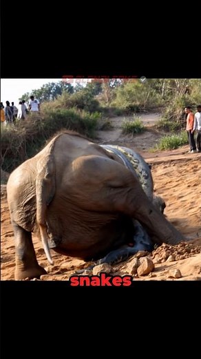 Python Snake VS Elephant in The Wild!