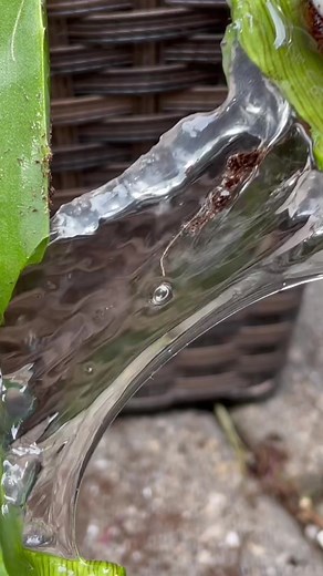 Exploring Aloe Vera Bubbles: ASMR Tutorial