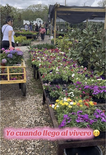 Llegando al vivero: Un domingo feliz con plantas
