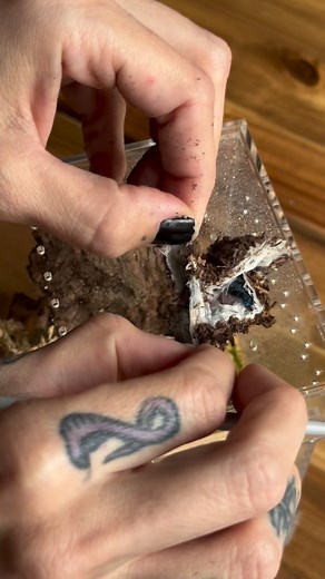 217K views · 16K reactions | Rehousing the beautiful T seladonia, a new resident of @thereptileroomstl Use affiliate code kat10 to save 10% on all @tarantulacribs enclosures ! | Tarantula Kat | Facebook