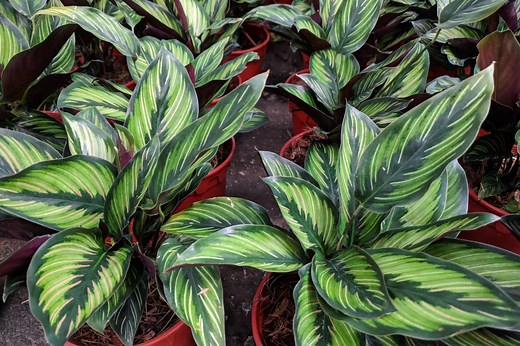 Caring for Calatheas, the Most Beautiful Low-Light Plants