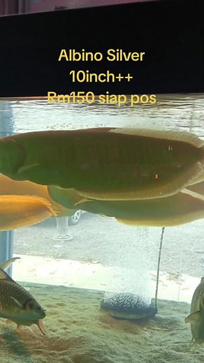 arowanaaquarium on TikTok