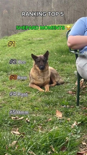 Top 5 SHEPARD Moments😂🐶These dogs look scary but are hilarious💀😭#funny #dogs #funnyanimal #pets