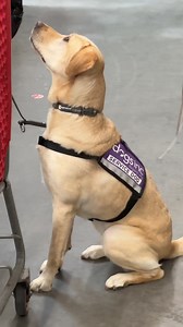 3K views · 145 reactions | Tractors, treats, and training! Our service dogs in training took a field trip to Tractor Supply, and let’s just say, they nailed every task with wagging tails    | Dogs Inc | Facebook