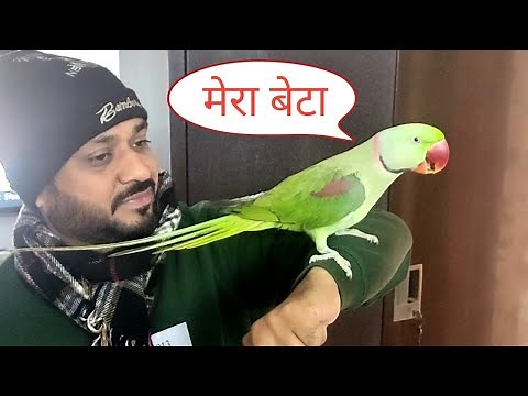 Alexandrine Parrot talk everything.