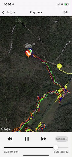 Top Hunting Beagle Training Tips from Koyote Kennels