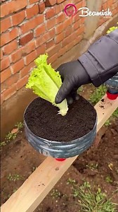 Turning Water Gallons into Plant Pots 🌱 #easy #plantpots #water #gallon