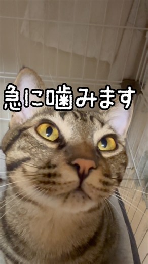 LUNA Tube | A Warning to Everyone🚨🐱
