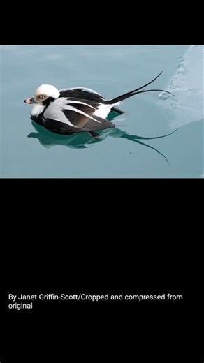 Diving Long-tailed Duck Showing Skills! #Ducks #Migration #Birds #Rarebirds #Animals #Edit #Shorts.