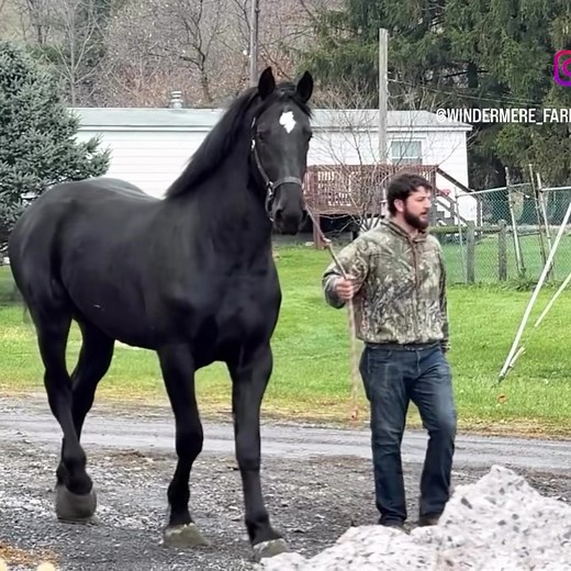 🍻It’s Friday! Smile and pretend you have plans.😊 🍻Hammer and Windermere’s Turbo 🍻Turbo is a coming three year old stallion, sired by Bentley and out of Windermere’s Markie Maid. Turbo and Windermere’s Zain are full brothers. | Windermere Farms