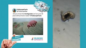 Did you know that #tardigrades can live up to 30 years without food...