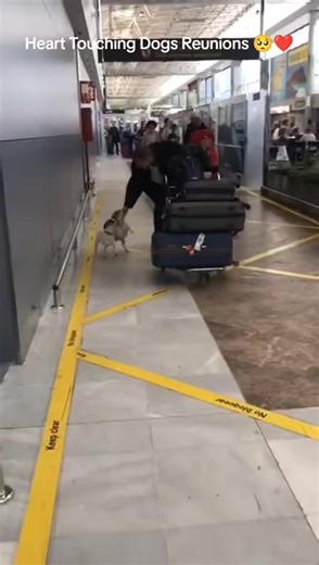 Dogs are the best creatures 😍❤️ #crying #heartwarming #reunited #reunion #doglovers #emotional #happytears #tearsofjoy #dogsoftiktok #fyp #dog #wholesome #puppy #hearttouching #foryou #reaction #heartmelting | Met Daan Animals