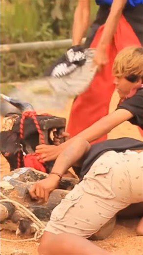 Tukang Nyeblak Nggae Jaran, Bantengan Asmoro Asri Budoyo Kalapan Mberot #shorts